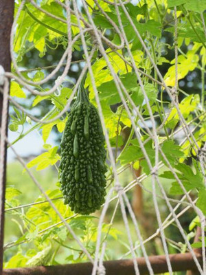 AFARTIOBINA 18 PCS BITTER GOURD SEEDS-A01 Seed(18 per packet)