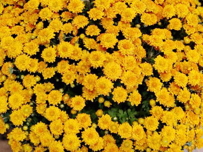 Borrani marigold/gende ka phool flower seeds Seed(25 per packet)