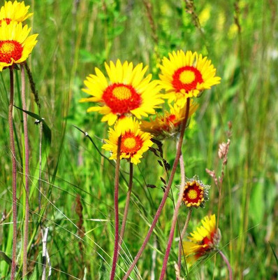 Avysa GAILLARDIA (BLANKET FLOWERS) Seed(30 per packet)