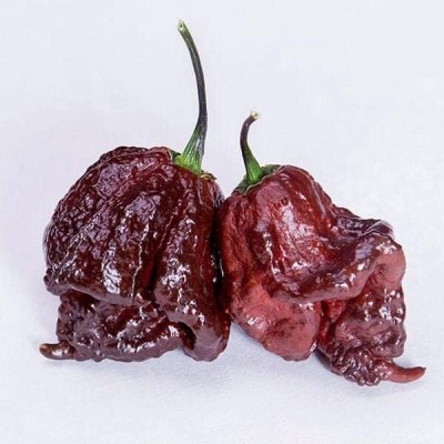 Qualtivate GBPT-3A Chocolate Primo Reaper Chilli Seed(300 per packet)