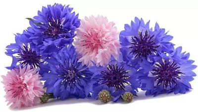 MAA Cornflower Seed(35 per packet)