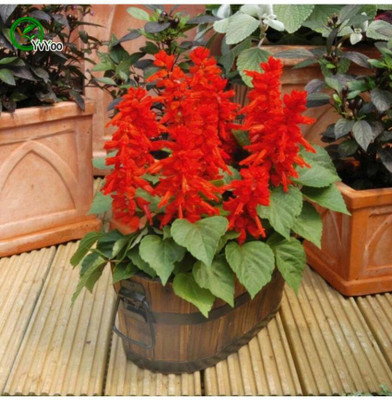 XOLDA Exotic salvia mix Seed(30 per packet)