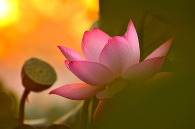 SIDDHARTH FISH FARM lotus,kamal gatta Seed(10 per packet)
