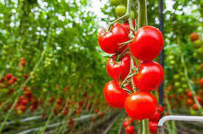 XOLDAA hybrid f1 quality tomato seeds Seed(50 per packet)