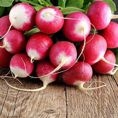 Qualtivate XLR-128 Sparkler Radish Seeds, Delightful Two-Toned Seed(500 per packet)