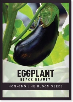 Biosnyg Brinjal Eggplant Black Beauty-[1000 Seeds] Seed(1000 per packet)