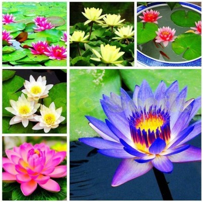 agri max gardens CRGO ™ VXI-158 Lotus Seeds Bonsai Seeds Set Hydrophyte Seed (16 per packet) Seed(16 per packet)