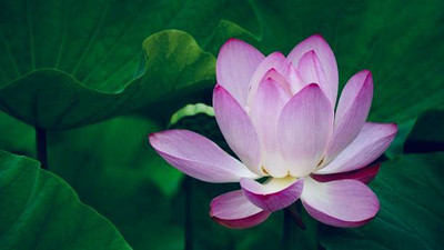 clause lotus,kamal gatta Seed(10 per packet)