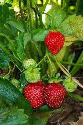 XOLDAA F1 best quality hybrid strawberry Seed(110 per packet)
