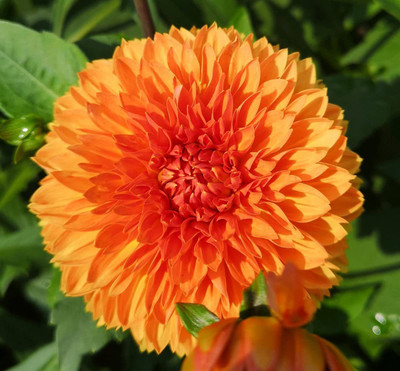 CYBEXIS LX-30 - Orange Dahlia Pompon Flower - (540 Seeds) Seed(540 per packet)