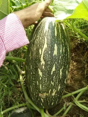 MAA Pumpkin Green Seed(136 per packet)