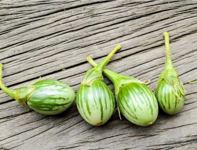 UGRA Eggplant Petch Siam Vegetable Seed(100 per packet)