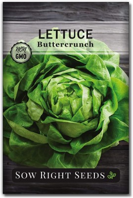 CYBEXIS XLR-40 - Buttercrunch Lettuce - (1350 Seeds) Seed(1350 per packet)