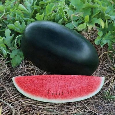Gromax India F1 Hybrid Watermelon seeds best for home garden (Black) Seed(10 g)