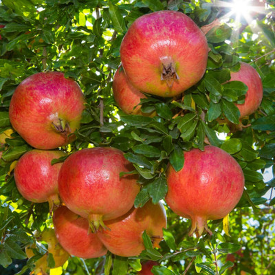 Aywal Dwarf Pomegranate Fruit Tree Seed(15 per packet)