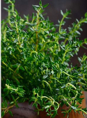 Qualtivate HUA-4A English Thyme Seeds Seed(50 per packet)