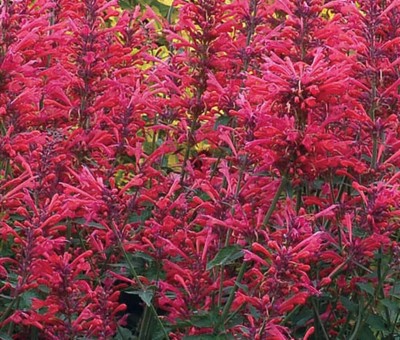 Qualtivate XXX-7A Agastache Heather Queen Red Hummingbird Mint Seed(200 per packet)