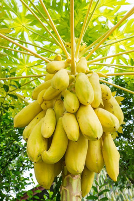 Pbevergreen Big Size Red Lady Papaya Seed(495 per packet)