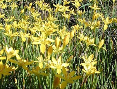 CYBEXIS KGF -3 - Yellow Rain Lily - (60 Seeds) Seed(60 per packet)