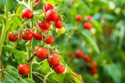VERTEX AGENCIES tomato Seed(150 per packet)