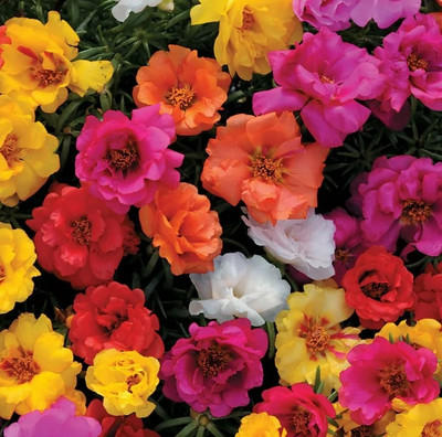 AGRYSO Happy Hour Mix Portulaca Seed(50 per packet)