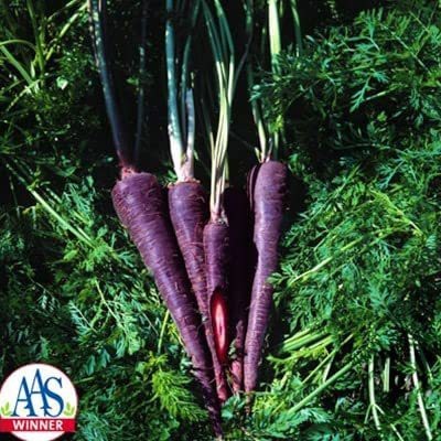 CYBEXIS XLL-86 - Carrot - Purple Haze - (250 Seeds) Seed(250 per packet)