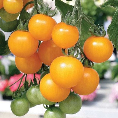 seedargo Seedargo Best Quality Hybride yellowe Tomato Seed Seed(55 per packet)