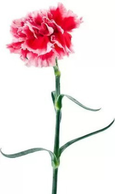 Aro Carnation Seed(100 per packet)