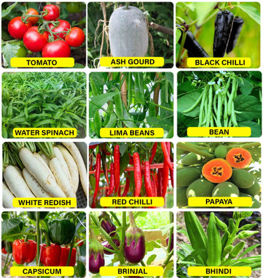abiswas Hybrid Combo Of 10 Variety Summer Season Vegetable Seed(2400 per packet)