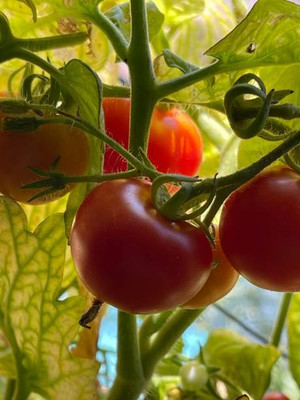 ASTRO HUB tomato Seed(110 per packet)