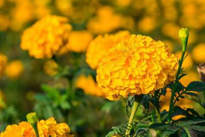 Agip marigold,gende ka phool seeds Seed(21 per packet)