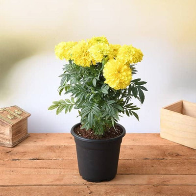 ibains Dwarf french marigold flower seeds Seed(10 per packet)