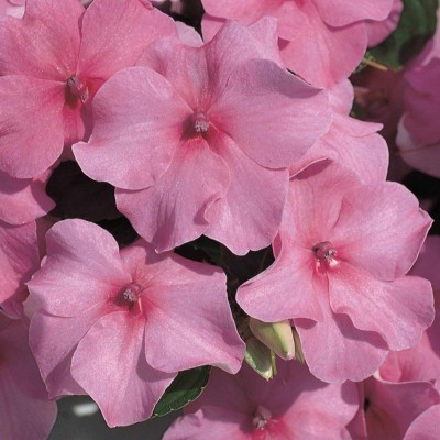 Biosnyg Impatiens F1 Accent Series -Deep Pink[100 Seeds] Seed(100 per packet)