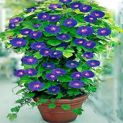Lorvox Hybrid Morning Glory Mix Seed(90 per packet)