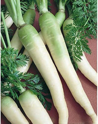 WILLVINE VXI-83 LUNAR WHITE CARROT SEEDS Seed(1000 per packet)