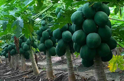 the green dotcom Papaya 786 HYBRID Seed(23 per packet)