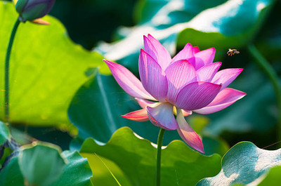 AARADYAPRIYAL lotus,kamal gatta Seed(14 per packet)