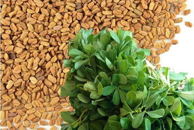 SIDDHI METHI DANA - FENUGREEK SEEDS - TRIGONELLA FOENUM-GRAECUM (2 KG Per pack) Seed(2 kg)