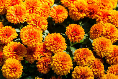 Advi marigold/gende ka phool flower seeds Seed(25 per packet)