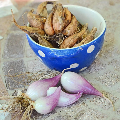 KNESSiN High Yield French Gray Shallot Onion Vegetable Seeds For Planting-(300 Seeds) Seed(300 per packet)