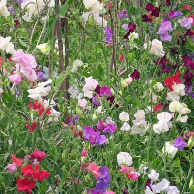 Qualtivate PUA-6A Sweet Pea Flower Garden Seeds Seed(200 per packet)