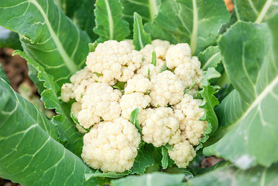 Radhakrishna white cauliflower,gobhee seeds Seed(20 per packet)
