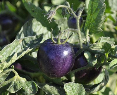 ActrovaX Purple/Blue Tomato Organic Non-GMO High Anthocyanin [2000 Seeds] Seed(2000 per packet)