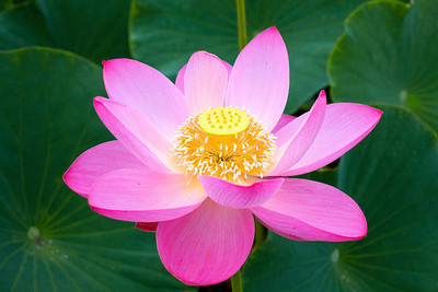 PMA lotus,kamal gatta Seed(14 per packet)