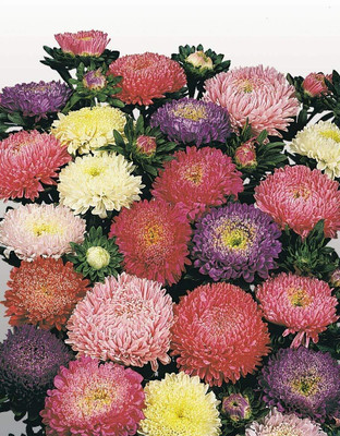 Aywal Aster Flower Seed(70 per packet)