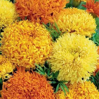 Aro Marigold African, Genda Phool Seed(30 per packet)