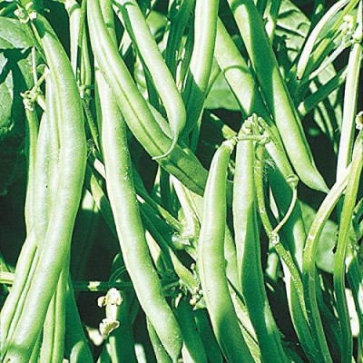 Aywal Hybrid French Beans Selection - High Yielding Seed(17 per packet)