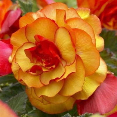 VibeX TLX-24 - Begonia Double Picotee Sunburst - (30 Seeds) Seed(30 per packet)