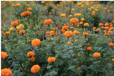 VERTISE French गेंदे का फूल / Genda,Marigold Flower Orange Seed(100 per packet)