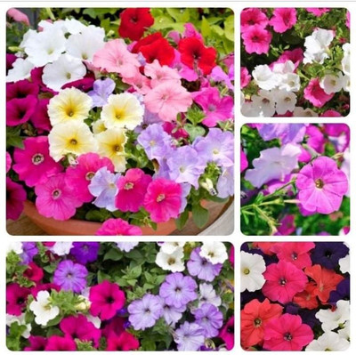 XOLDA Petunia Mix Flower Seed(50 per packet)